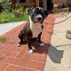 Sparky photo 2