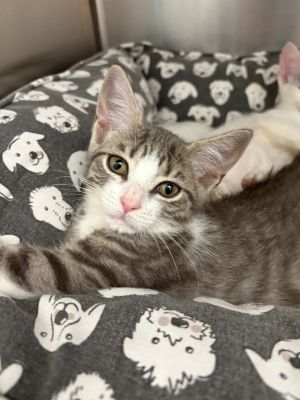 Jupiter, Baby Female unknown