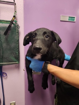 Harvard*, an adoptable Beauceron, Mixed Breed in El Paso, TX, 79906 | Photo Image 1
