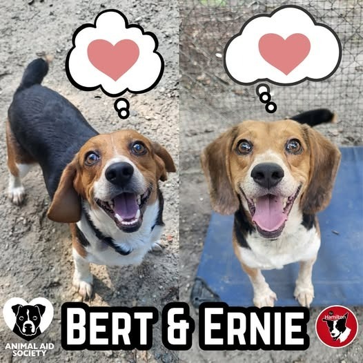 Ernie