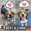 Ernie photo 2
