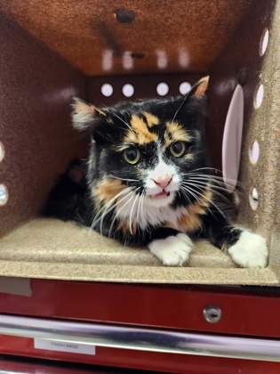 Meeko, an adoptable Ragdoll in El Paso, TX, 79906 | Photo Image 1