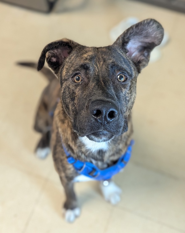 Adopt Mason