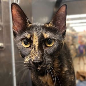 Miley, Adult Female unknown