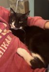 Joey photo 1