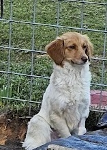 Nyla-White Brown//Vyxen-White/Tan, an adoptable Aussiedoodle in Gretna, FL, 32352 | Photo Image 2