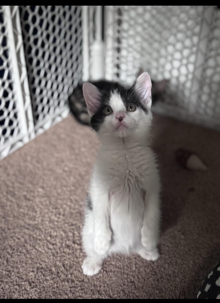 Nova