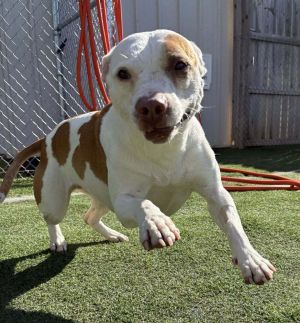 Zuzu, Adult Female unknown