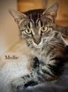 Mollie photo 4