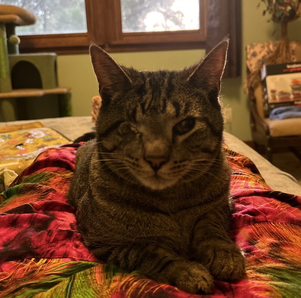 CJ, an adoptable Domestic Short Hair in Aurora, CO, 80016 | Photo Image 1