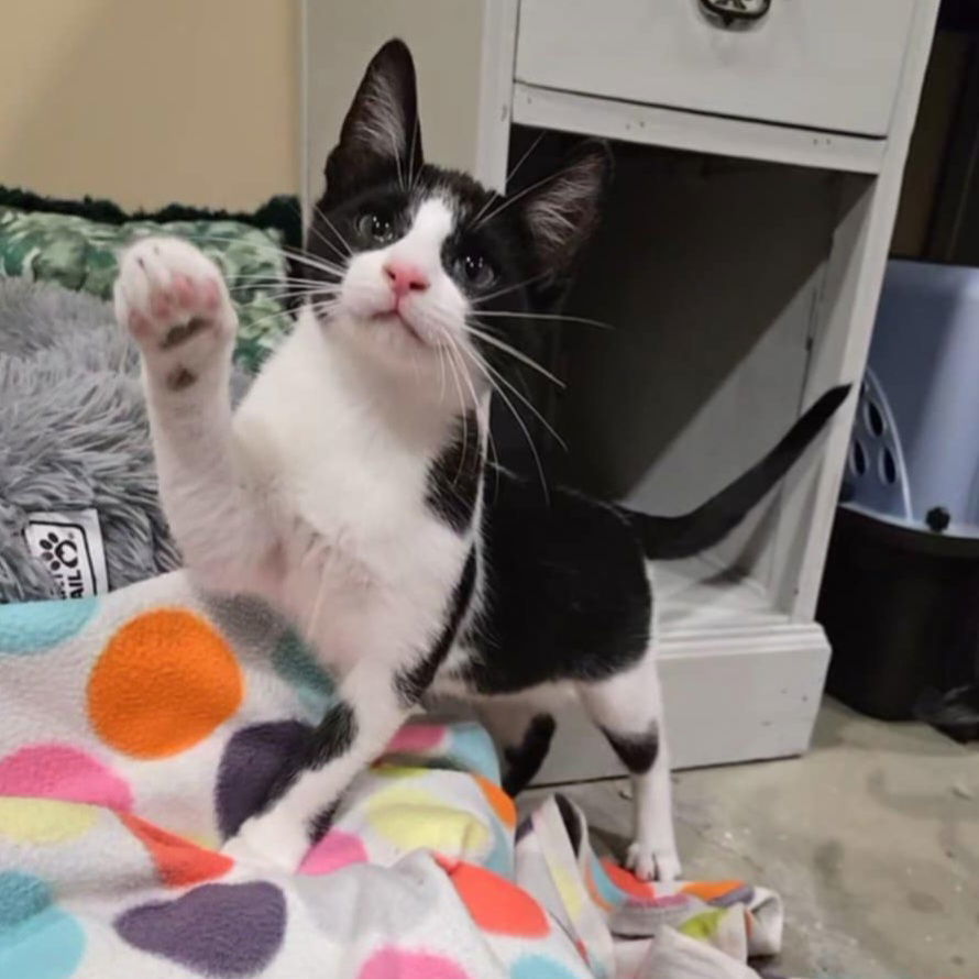MERCUTIO - Shakespeare kittens