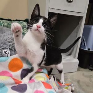 MERCUTIO - Shakespeare kittens, Baby Female unknown