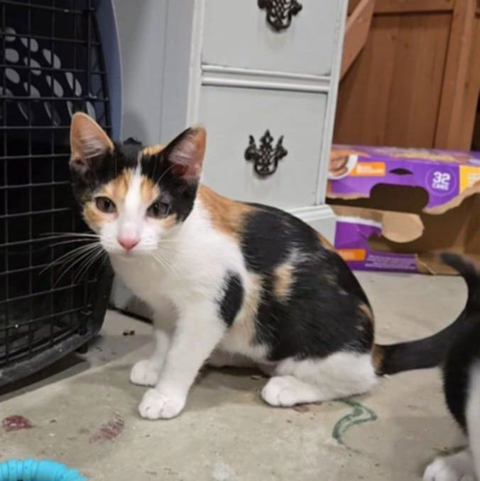 OPHELIA - Shakespeare kittens