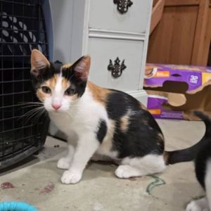OPHELIA - Shakespeare kittens, Baby Female unknown