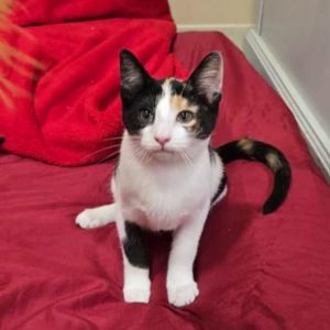 DESDEMONA - Shakespeare kittens, Baby Female unknown