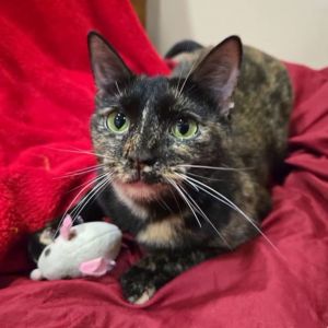 TATIANA - Shakespeare Momma, Adult Female unknown