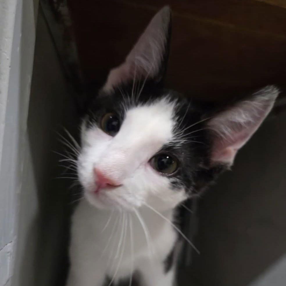 TYBALT - Shakespeare kittens