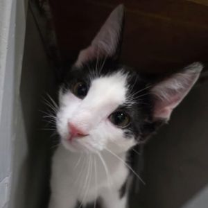 TYBALT - Shakespeare kittens, Baby Male unknown