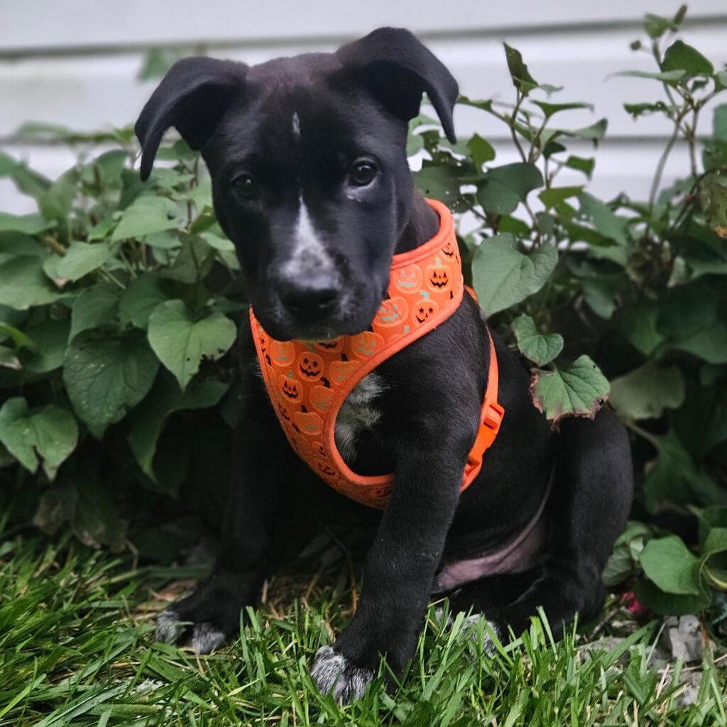 Brody