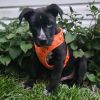 Brody photo 1