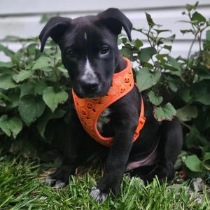 Brody, Baby Male unknown