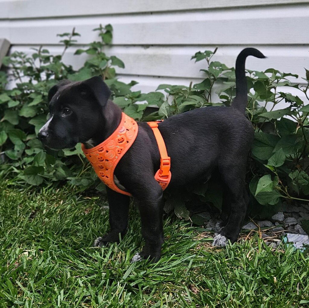 Brody