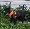 Brody photo 2