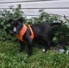 Brody photo 3