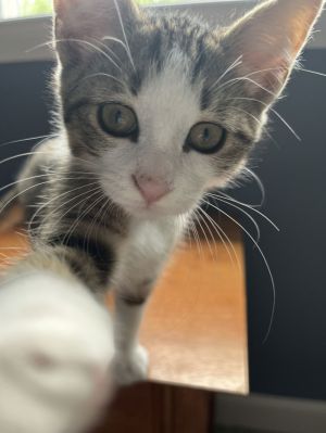 Coriander, Young Female unknown
