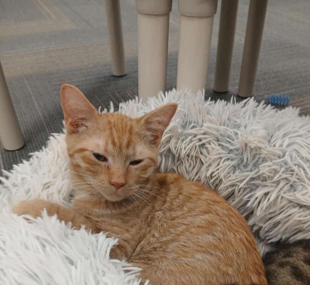 Meowster
