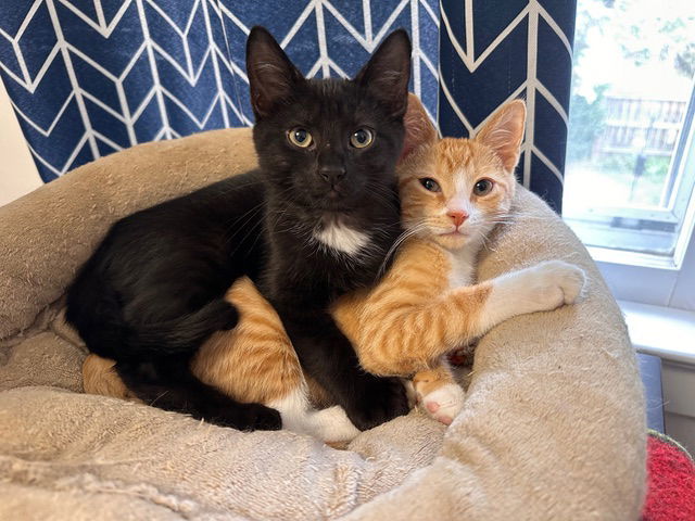 Odin and Opal bonded pair