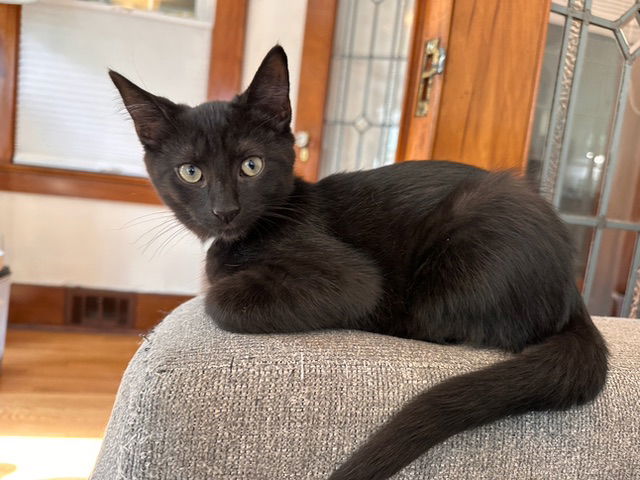 Odin and Opal bonded pair