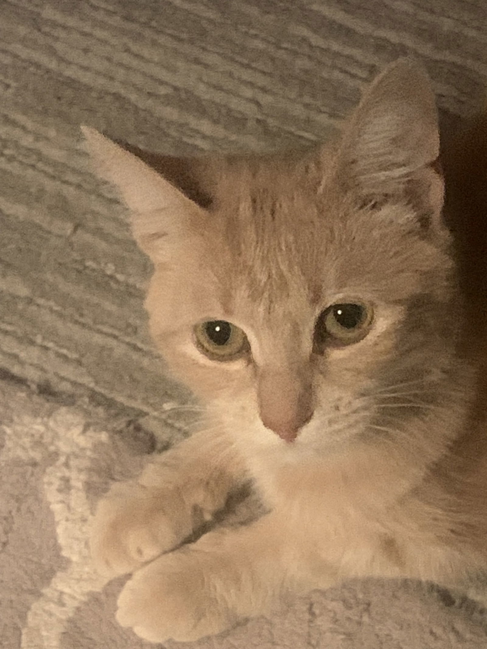 Cardi, an adoptable Domestic Medium Hair, Tabby in Traverse City, MI, 49686 | Photo Image 1