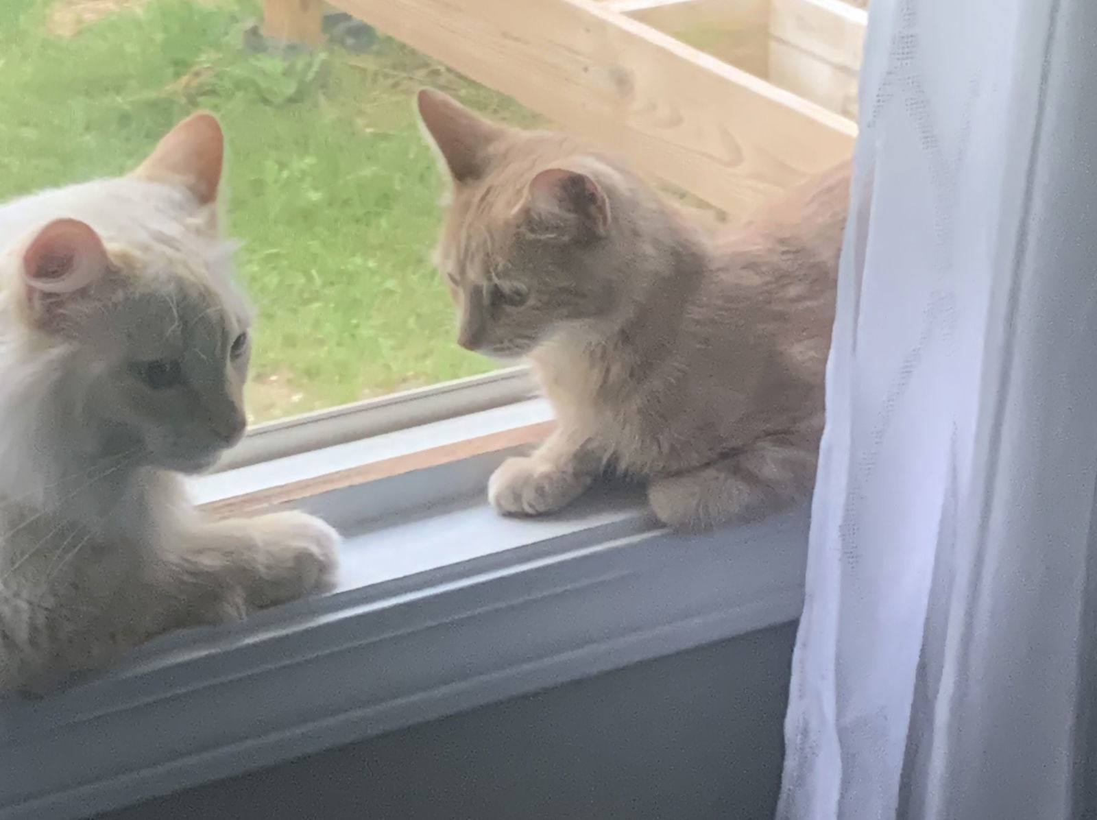 Cardi, an adoptable Domestic Medium Hair, Tabby in Traverse City, MI, 49686 | Photo Image 2