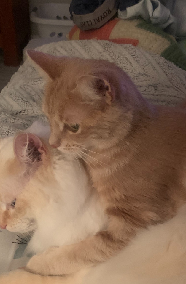 Cardi, an adoptable Domestic Medium Hair, Tabby in Traverse City, MI, 49686 | Photo Image 3