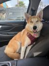 Sasha photo 1