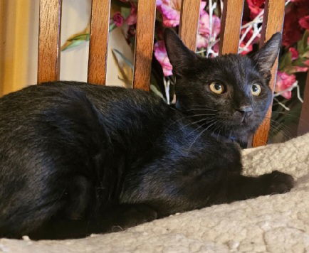 Salem A