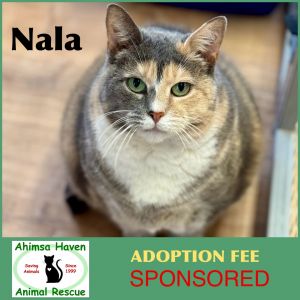 Nala, Senior Male unknown