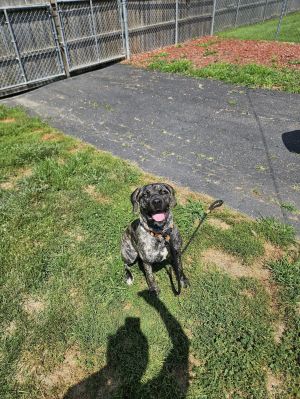 Daisy photo