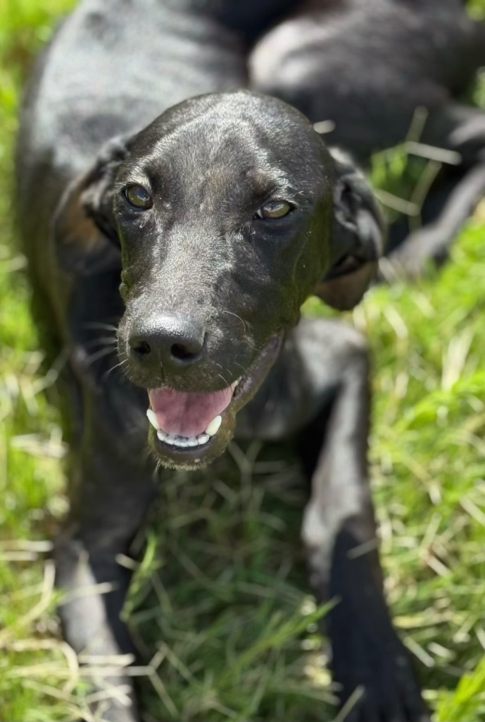 jack-camo