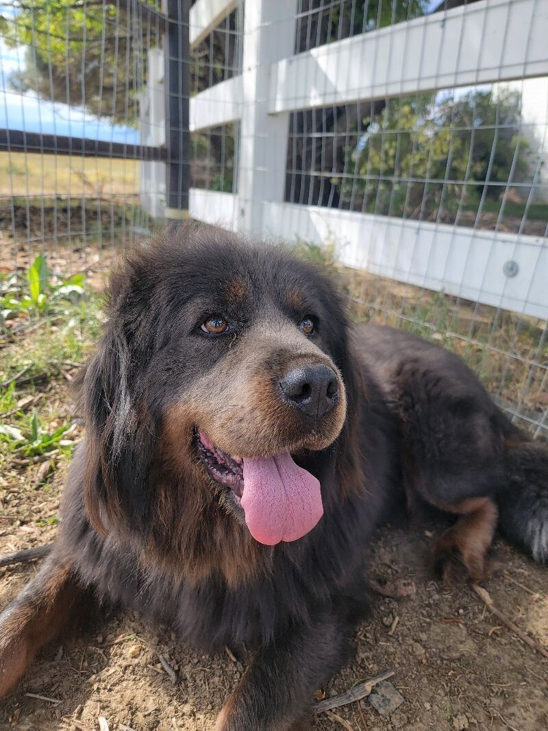Zara, an adoptable Tibetan Mastiff in Windsor, CO, 80550 | Photo Image 1
