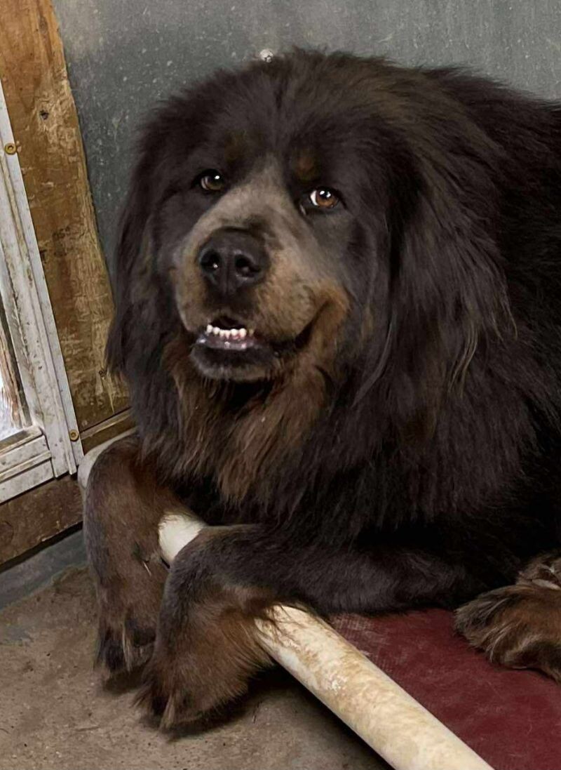 Zara, an adoptable Tibetan Mastiff in Windsor, CO, 80550 | Photo Image 2