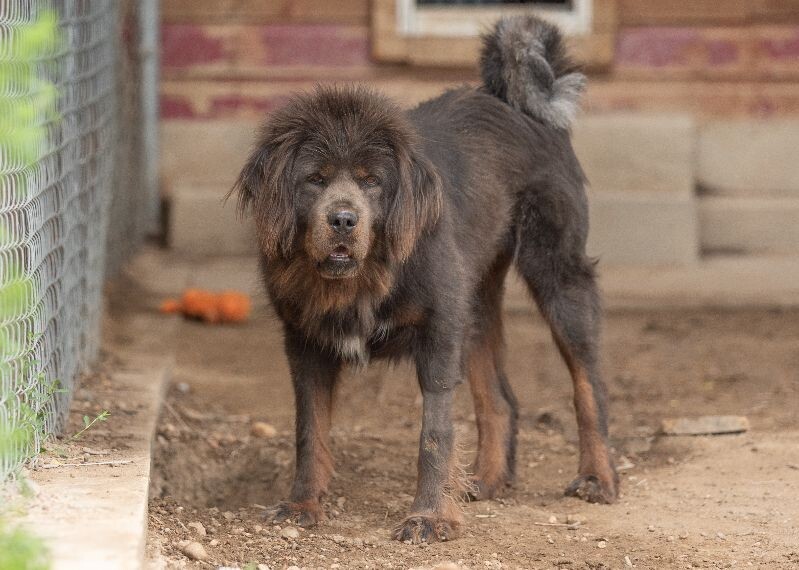 Zara, an adoptable Tibetan Mastiff in Windsor, CO, 80550 | Photo Image 3