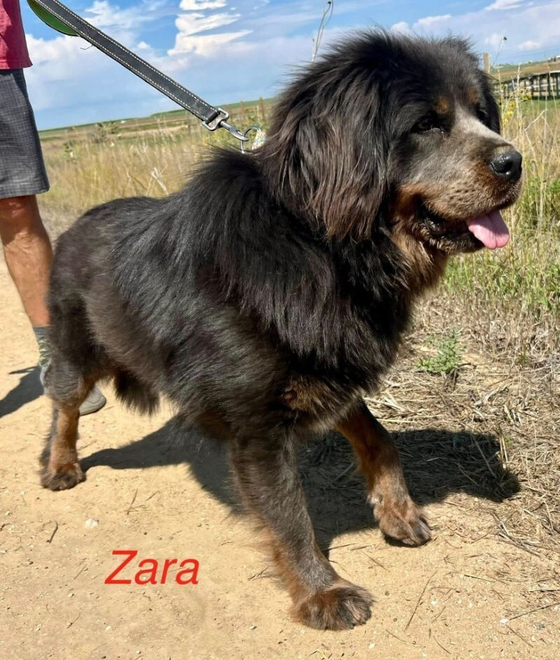 Zara, an adoptable Tibetan Mastiff in Windsor, CO, 80550 | Photo Image 4