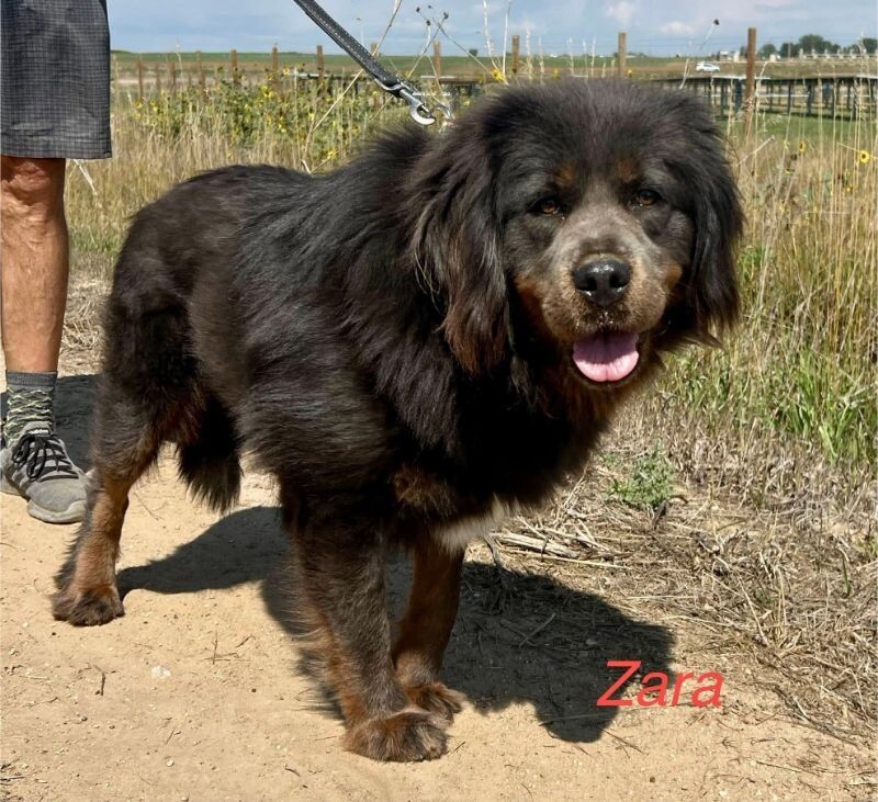 Zara, an adoptable Tibetan Mastiff in Windsor, CO, 80550 | Photo Image 6