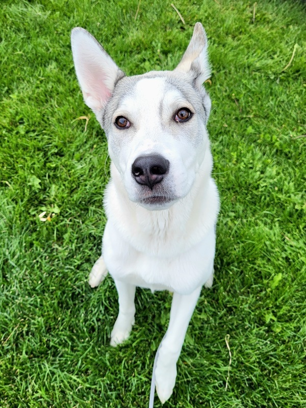 Zero 44904, an adoptable Siberian Husky in Pocatello, ID, 83205 | Photo Image 1