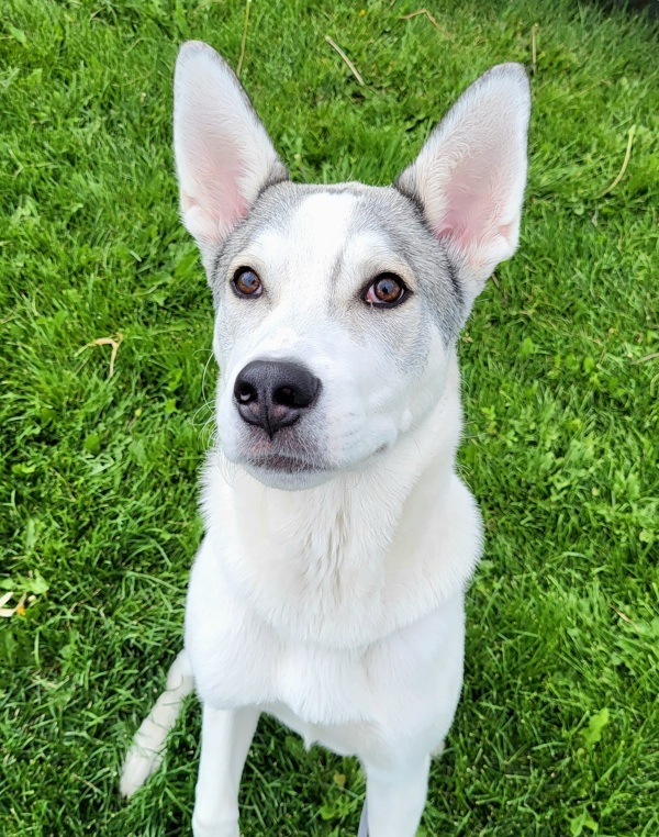 Zero 44904, an adoptable Siberian Husky in Pocatello, ID, 83205 | Photo Image 2