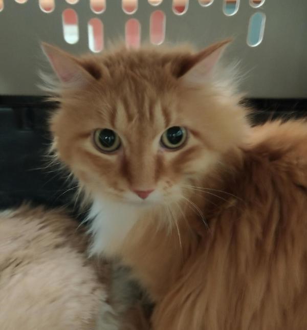 Tigger