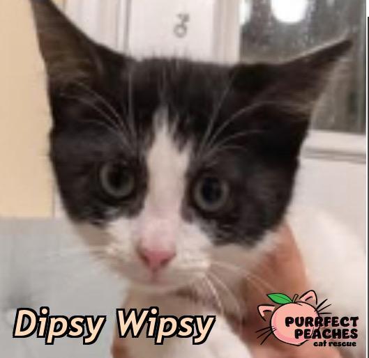 Dipsy Wipsy