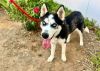 Zorro* photo 2